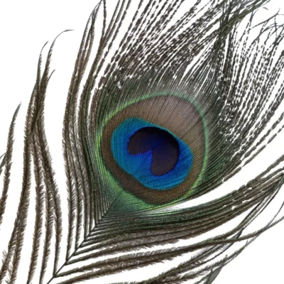 Лоскітка LOCKINK SEVANDA Natural Peacock Flirting Feather Tickler 16 Зображення Лоскітка LOCKINK SEVANDA Natural Peacock Flirting Feather Tickler